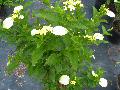 Dwarf Mussaenda,  / Musssaenda glabra, White Wing